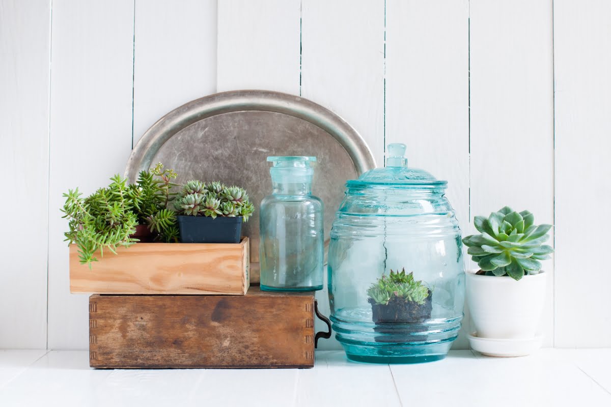 A collection of small potted succulents displayed with vintage glass jars, a metal tray, and wooden boxes against a white wooden background adds charm to any space. For more ideas like this, explore our DIY home improvement tips.