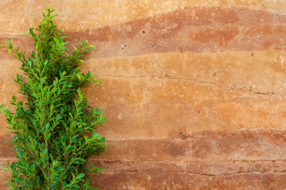 Green leafy plant growing against a textured, layered brown rock wall, showcasing nature's seamless blend with sustainable building materials.