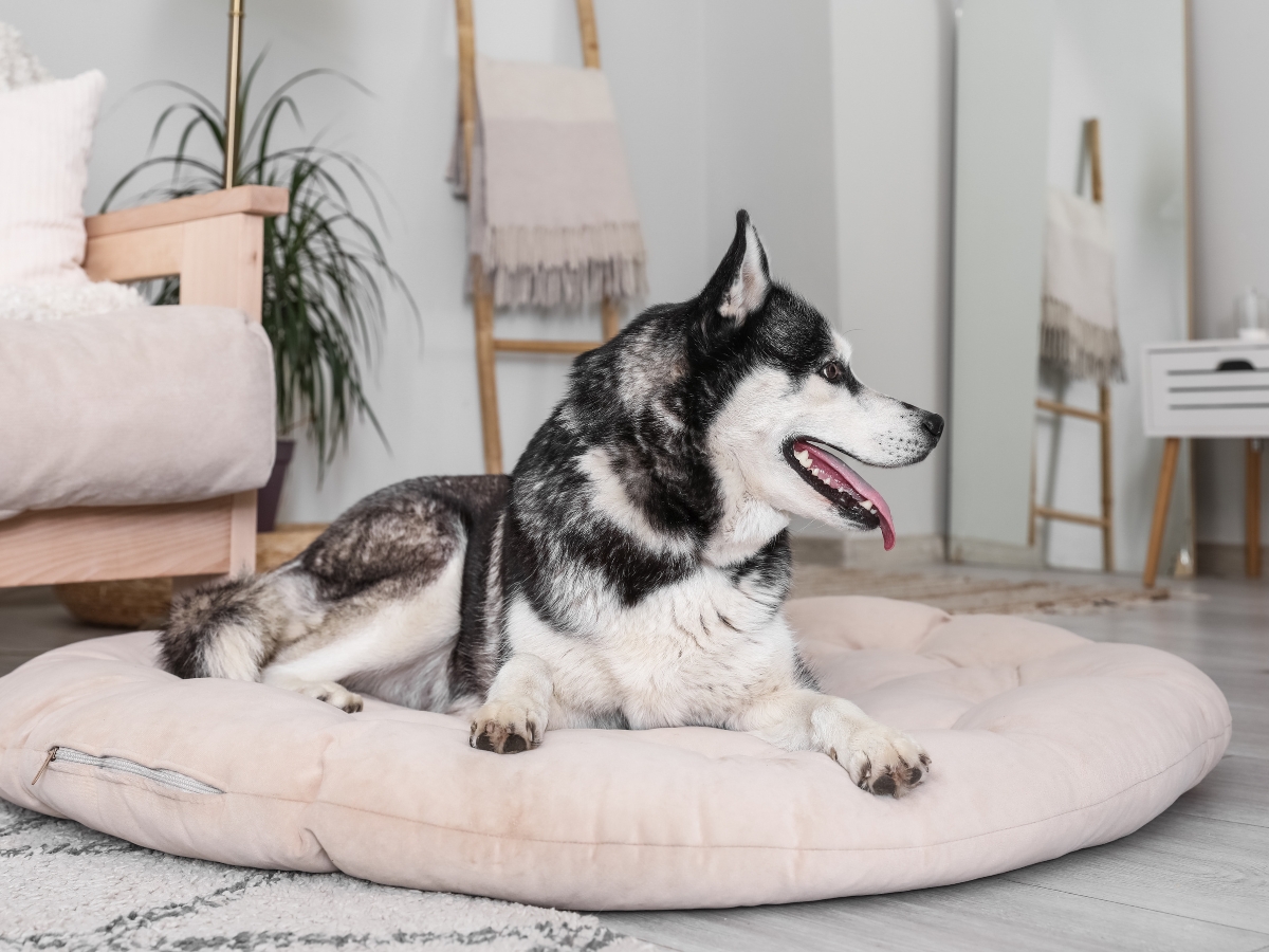 A black and white husky lies on a round beige dog bed in a modern, pet friendly design living room with light-colored furniture and decor.