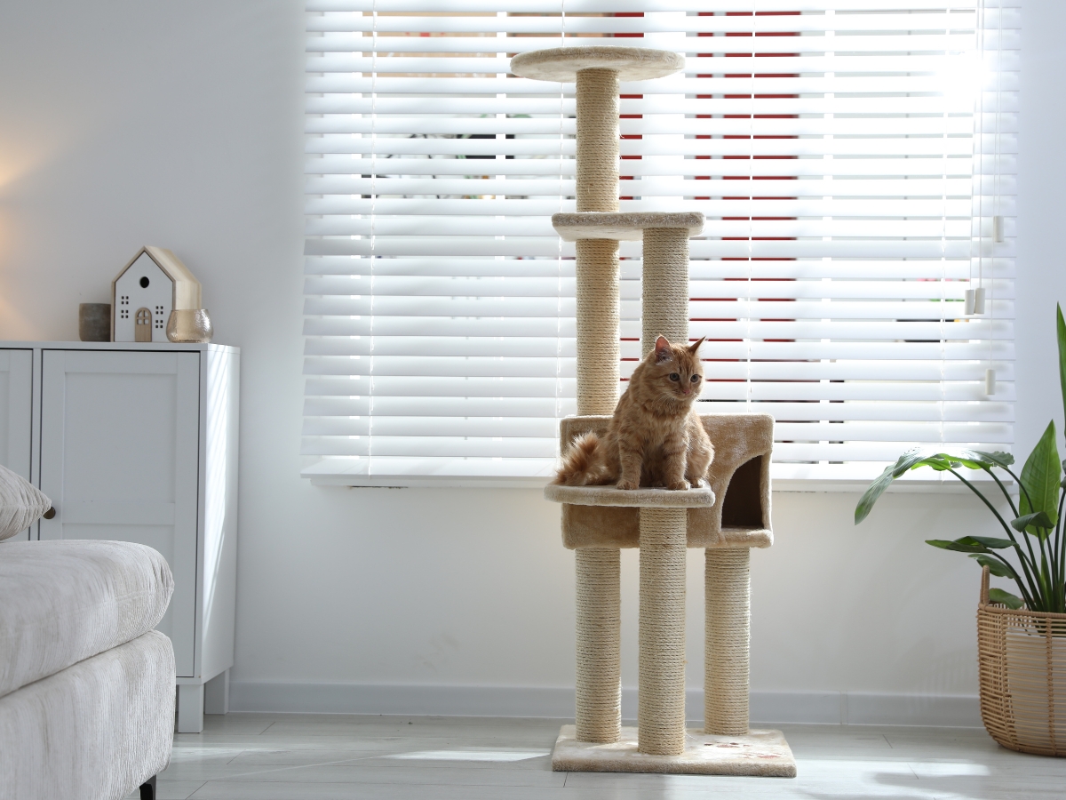 An orange cat sits on a beige cat tree in a bright, pet friendly design room with white blinds, a plant, and a white cabinet in the background.