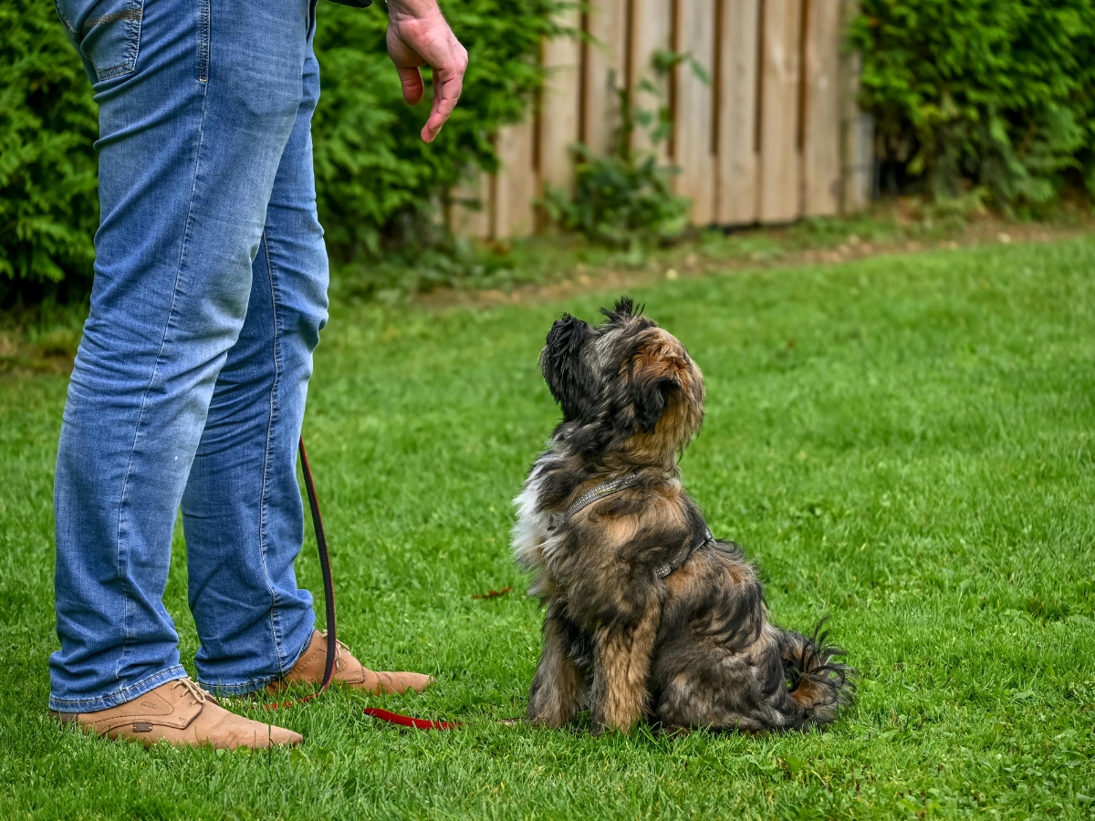 A person training a small, shaggy dog sitting attentively on grass in a yard featuring pet friendly design, with a leash on the ground and a wooden fence in the background.
