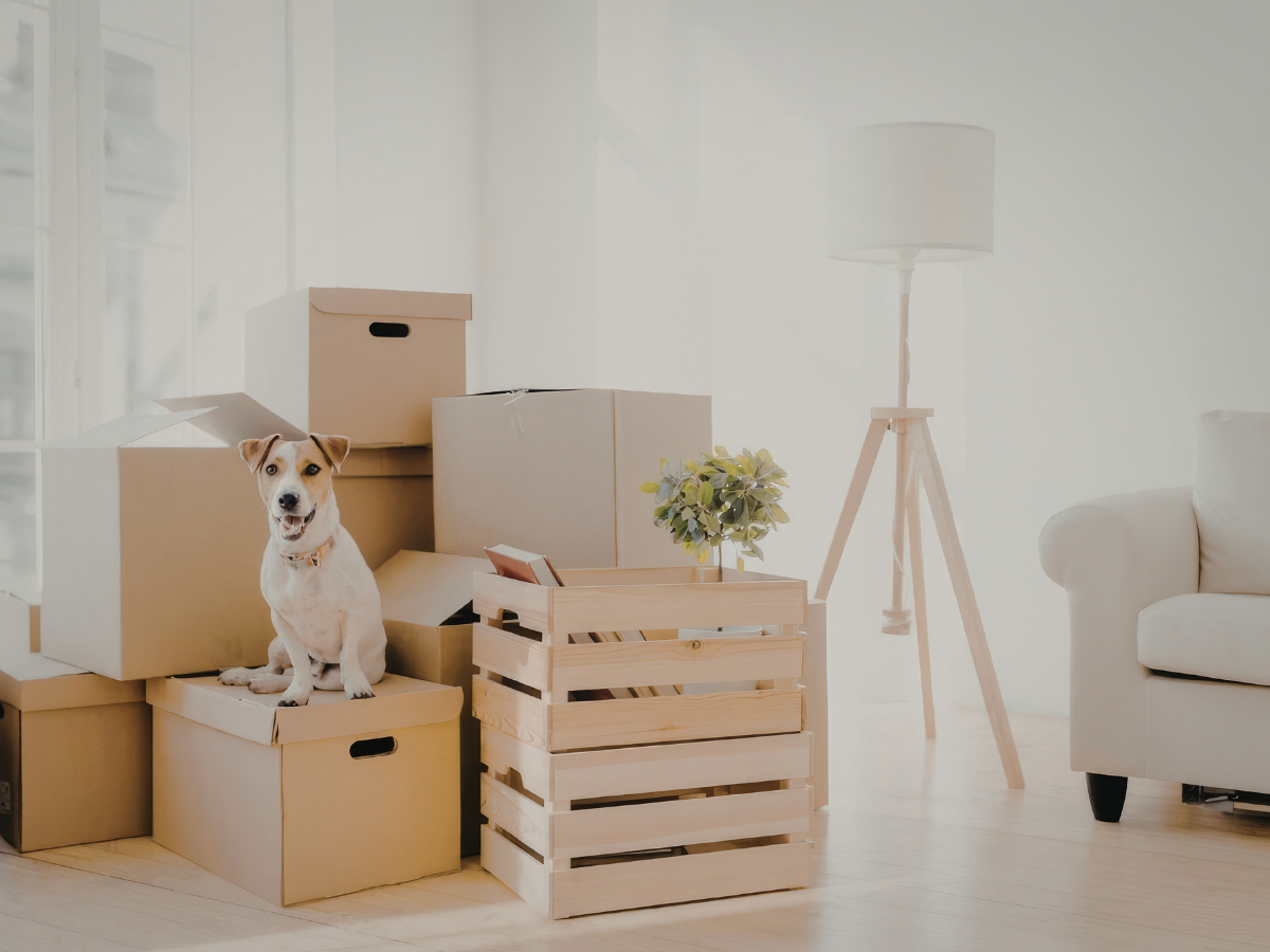 Achieving a Minimalist Design in Your Home Remodel 3 A small dog sits on a cardboard box among stacked moving boxes and a wooden crate in a bright living room with minimalist design.